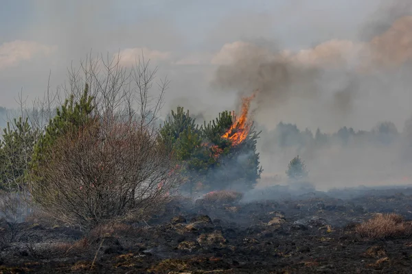 Fuoco d'erba — Foto Stock