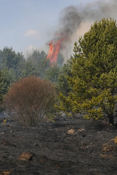 Fuoco d'erba — Foto Stock