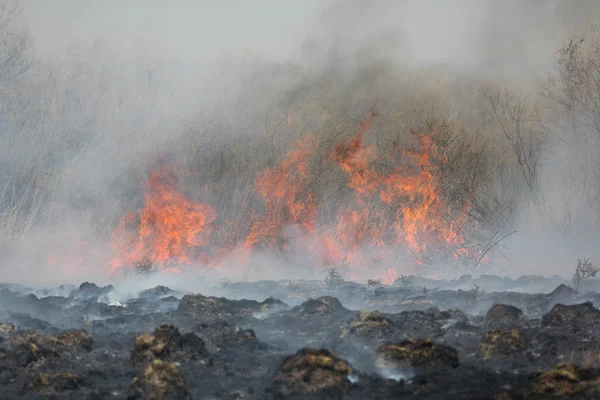 Fuoco d'erba — Foto Stock