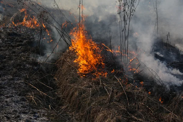 Fuoco d'erba — Foto Stock