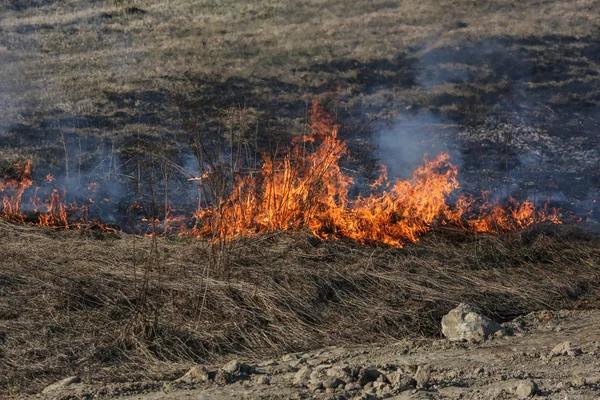 Rasenbrand — Stockfoto