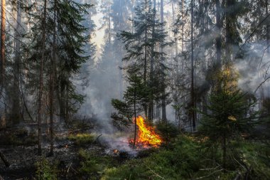 Orman yangını