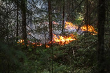 Orman yangını