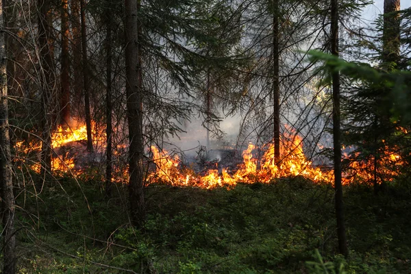 森林火灾 — 图库照片
