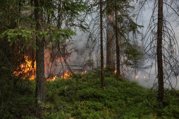 Waldbrand — Stockfoto