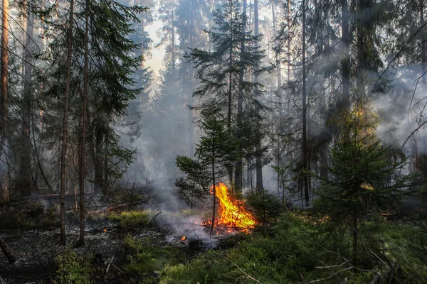 Waldbrand — Stockfoto