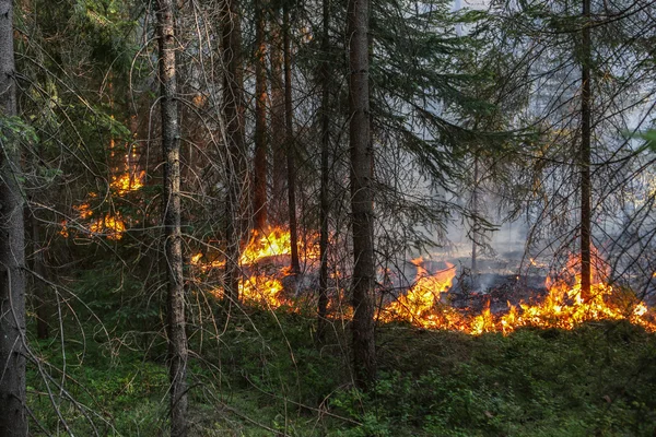 Incendio forestale — Foto Stock