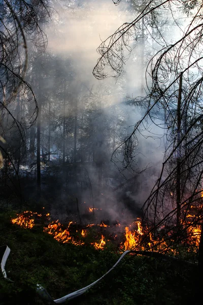 Waldbrand — Stockfoto