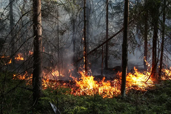 Incendio forestale — Foto Stock