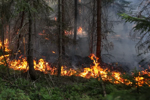 Incendio forestale — Foto Stock