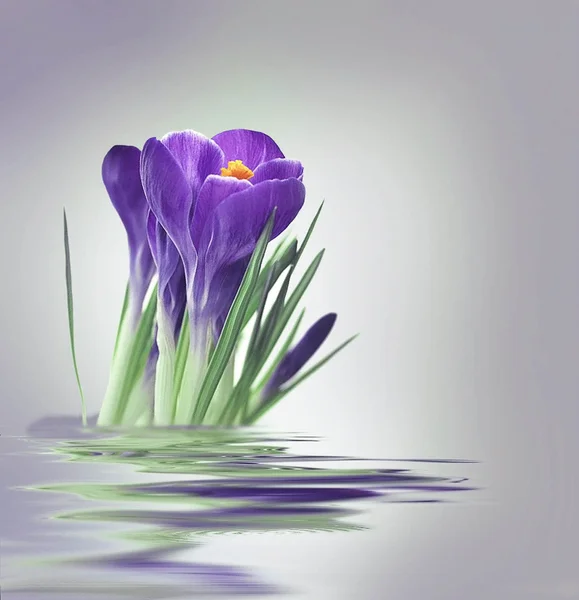 Crocus violets avec réflexion  . — Photo