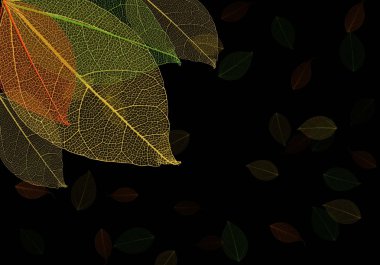 Siyah arka plan üzerine iskelet yaprağı . 