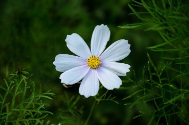 Bahçedeki güzel beyaz kozmos çiçeği.