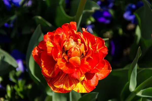 Прекрасный Весенний Оранжевый Тюльпан Парке Солнце — стоковое фото