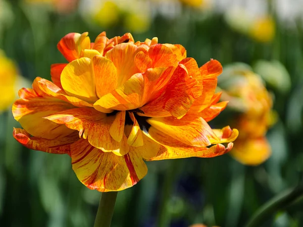 Bela Tulipa Laranja Primavera Parque Luz Sol — Fotografia de Stock