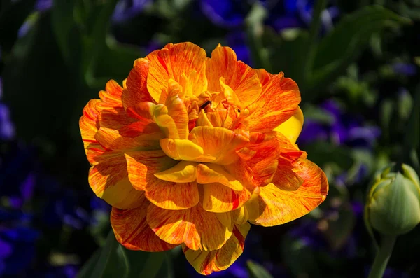 Bela Primavera Tulipa Laranja Plena Floração Luz Sol — Fotografia de Stock