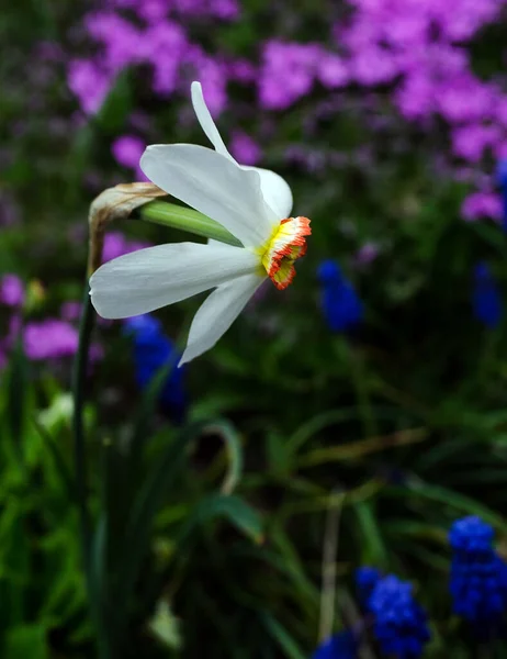 Белый Нежный Нарцисс Цветет Весеннем Саду — стоковое фото