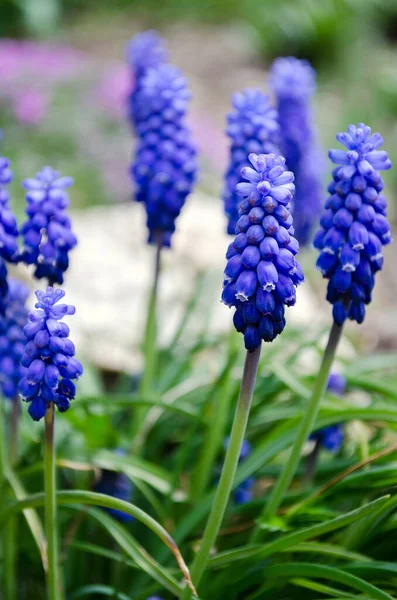 Verse Mooie Lente Blauwe Muscari Bloemen — Stockfoto