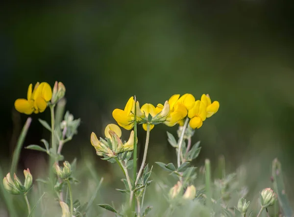 Yellow Flower Closeup Bright Yellow Flowering — 图库照片