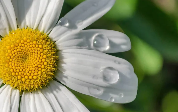 Daisy Flower Drops Water White Petals Rain Green Background — Stock Photo, Image