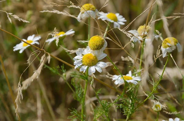 Field Close Barley Chamomile — Stock Photo, Image