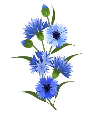 Beyaz bir arka plan üzerinde mavi cornflower çiçekleri.