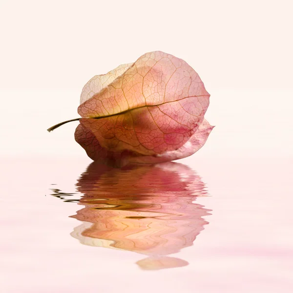 Ροζ φύλλο με αντανάκλαση . — Φωτογραφία Αρχείου