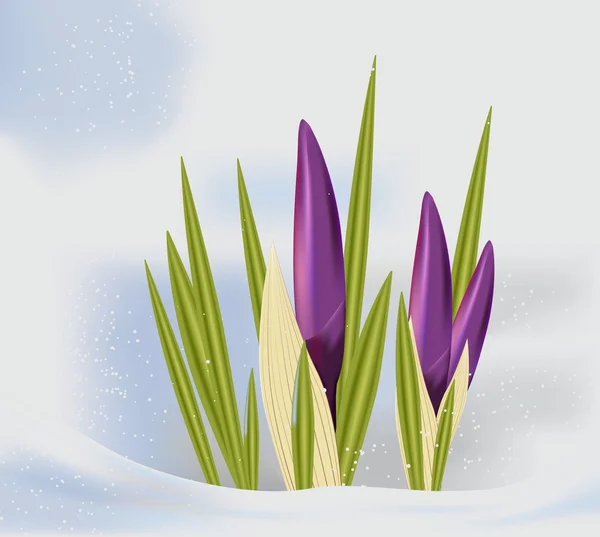 Spring purple crocus . — Stock Vector
