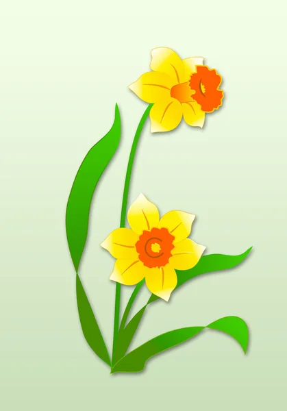 Sarı narciss çiçeği . — Stok Vektör