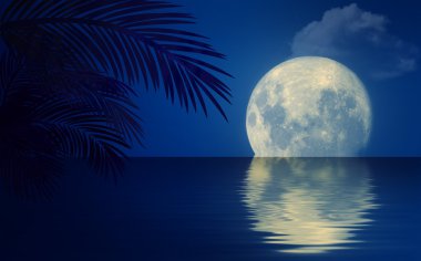 Palmiye ağaçları ile gece deniz manzarası.