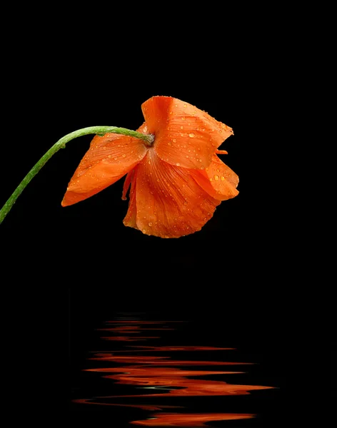 Vallmo med reflektioner på vatten. — Stockfoto