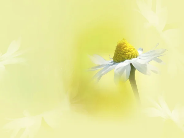 Madeliefje bloemen op gele achtergrond. — Stockfoto