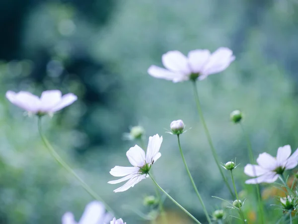 White cosmos flowers in the garden . — Stock Photo, Image