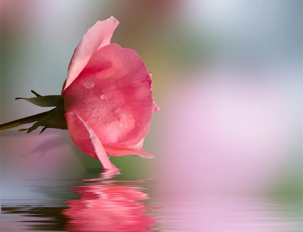 Růže odraz ve vodě . — Stock fotografie