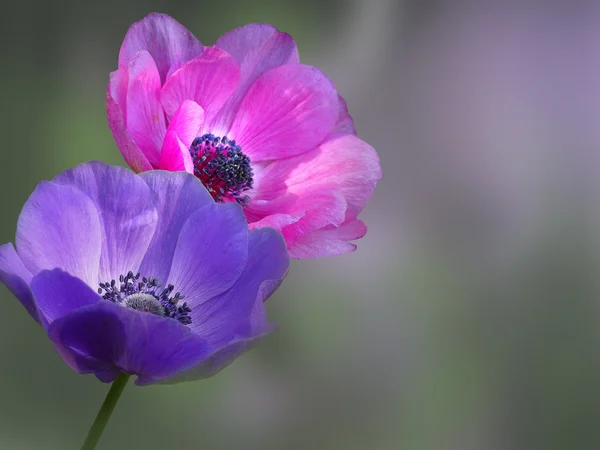 Macro close-up of anemone flower. — Stock Photo, Image