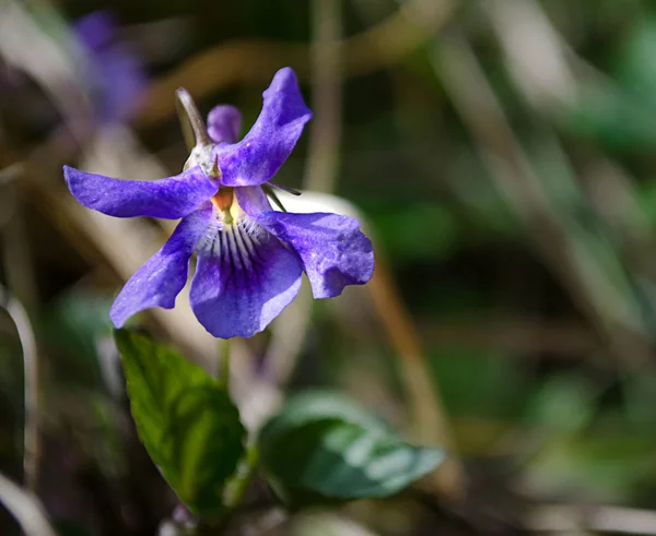 Viooltjes in weide. — Stockfoto