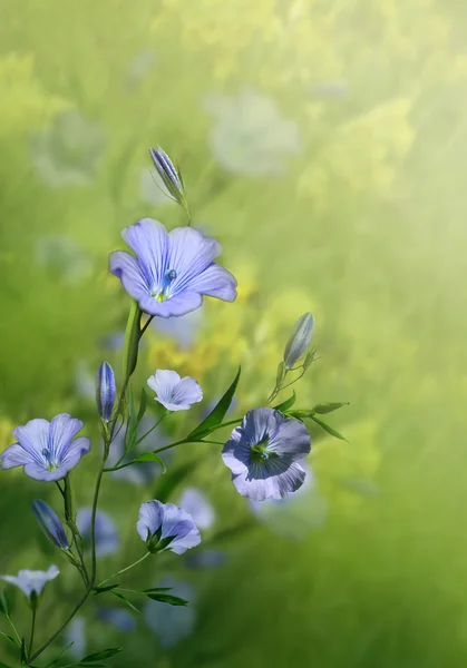 Fundo de primavera com flores. — Fotografia de Stock