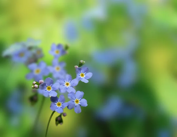 蓝色小花勿忘我的特写. — 图库照片