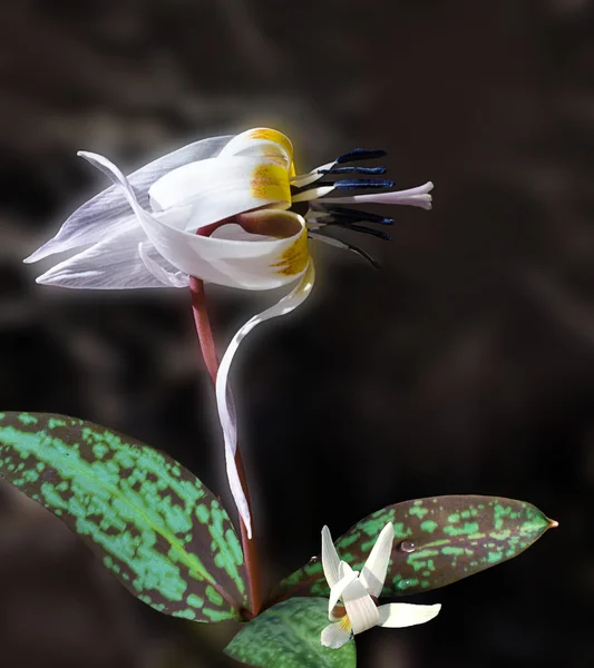 Single flower of dog tooth white. — Stock Photo, Image