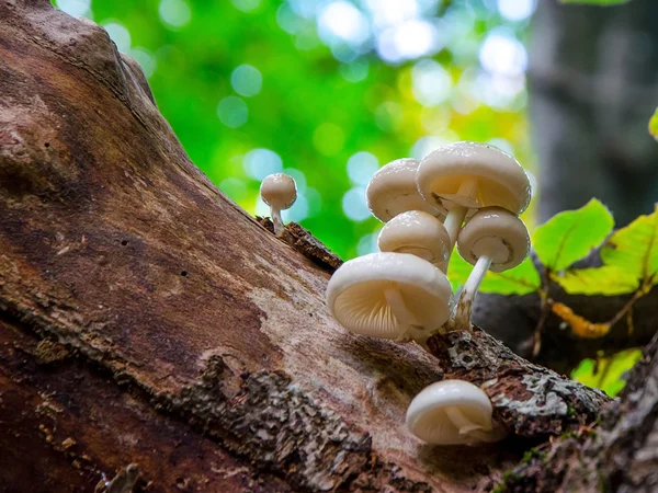 Grupo de cogumelos em uma floresta  . — Fotografia de Stock