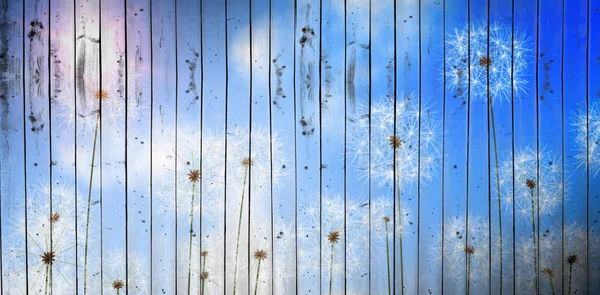 青い空を背景のタンポポ — ストック写真