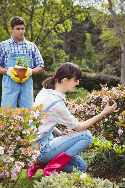 Pareja joven manteniendo plantas en el jardín —  Fotos de Stock