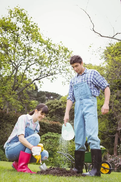 Pareja joven regando un retoño — Foto de Stock