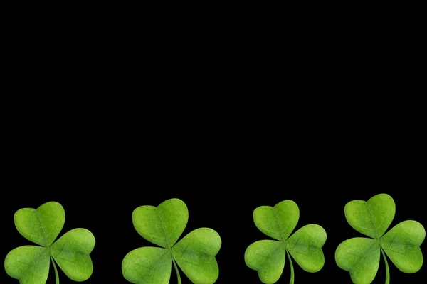 Imagem de Shamrock — Fotografia de Stock