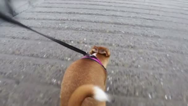 Собака на повідку біжить — стокове відео