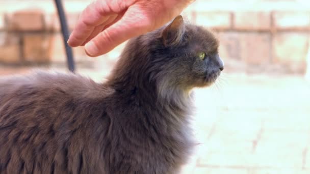 Вид женских рук, ласкающих кошку — стоковое видео