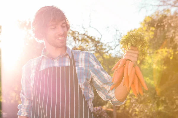 Hombre sosteniendo un montón de zanahorias — Foto de Stock