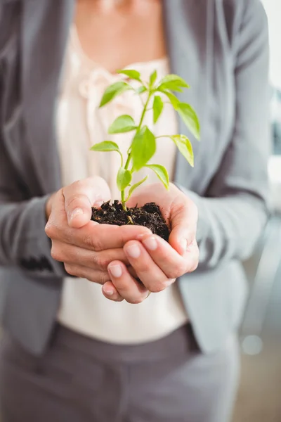 女商人控股植物 — 图库照片