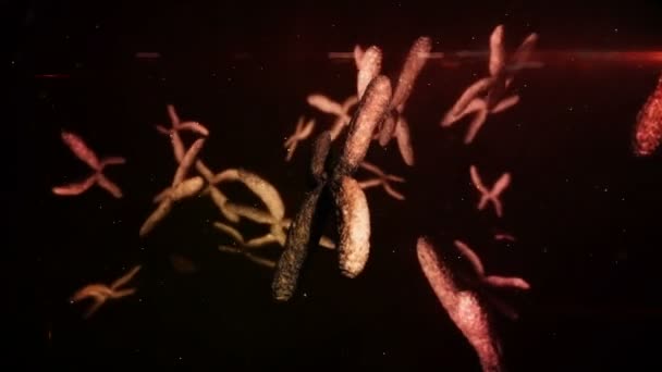 Animazione di cromosomi rossi in movimento su sfondo nero — Video Stock