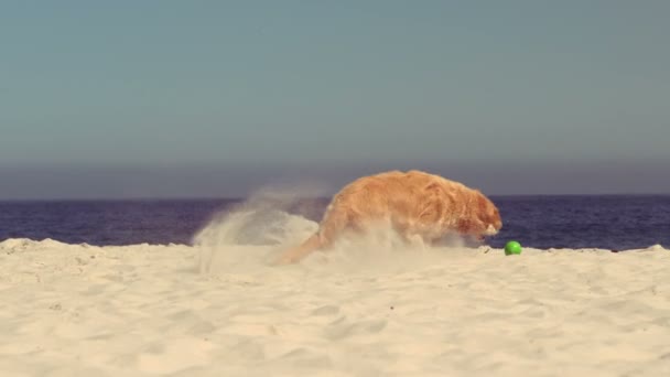 Cão engraçado brincando com bola — Vídeo de Stock